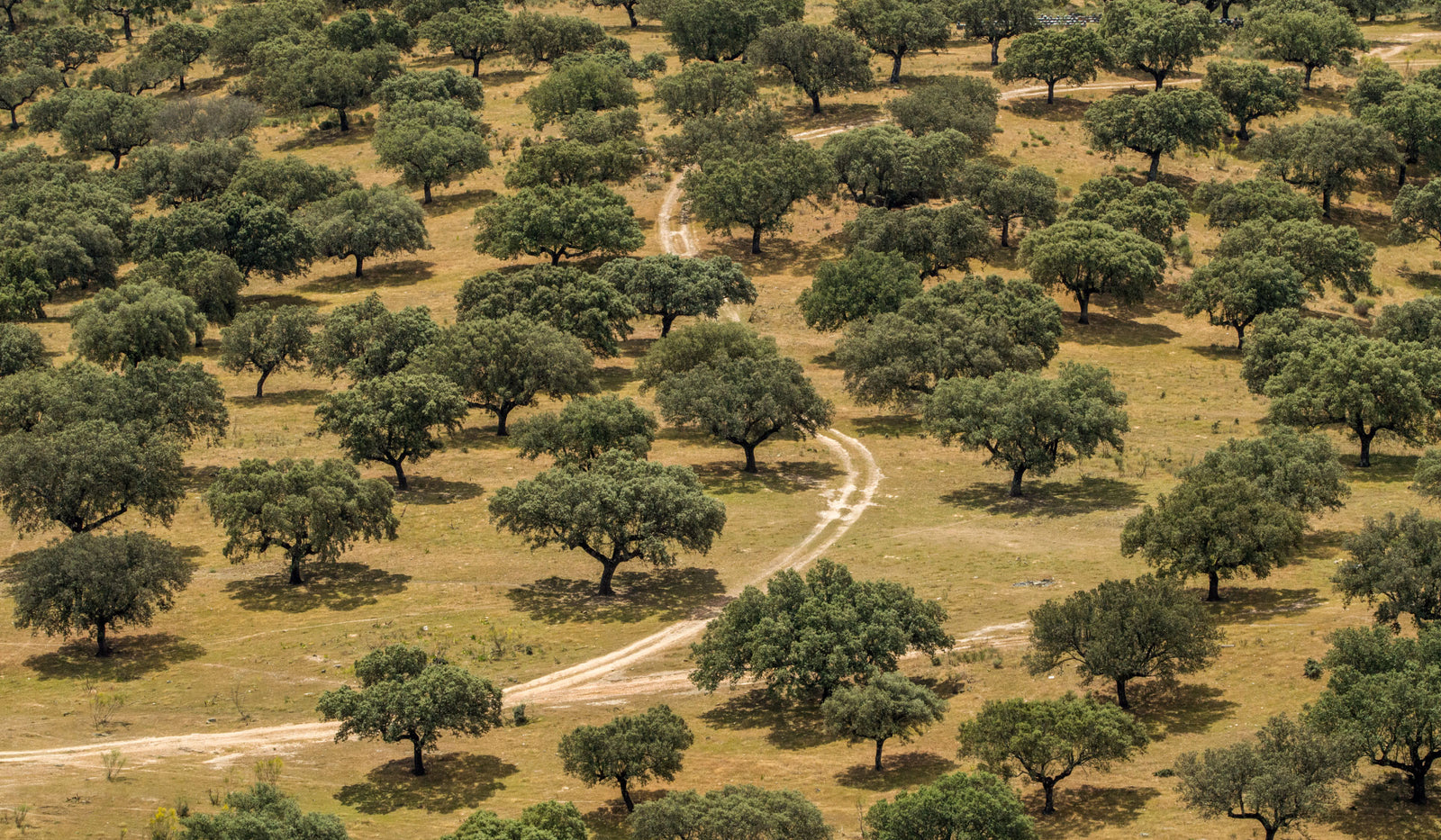 Our Commitment to Vulnerable Forests